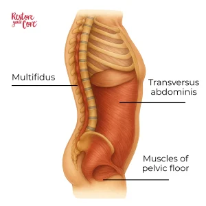 The core anatomy - side view RYC®