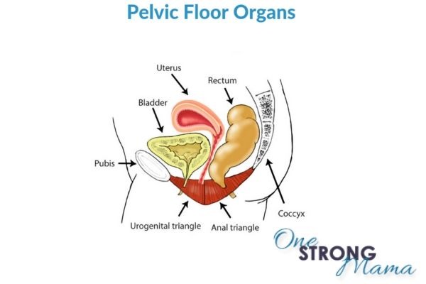 Rectocele Repair Surgery Or Exercise Ryc®