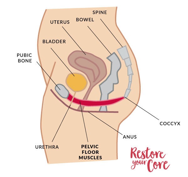 Pelvic core online muscles