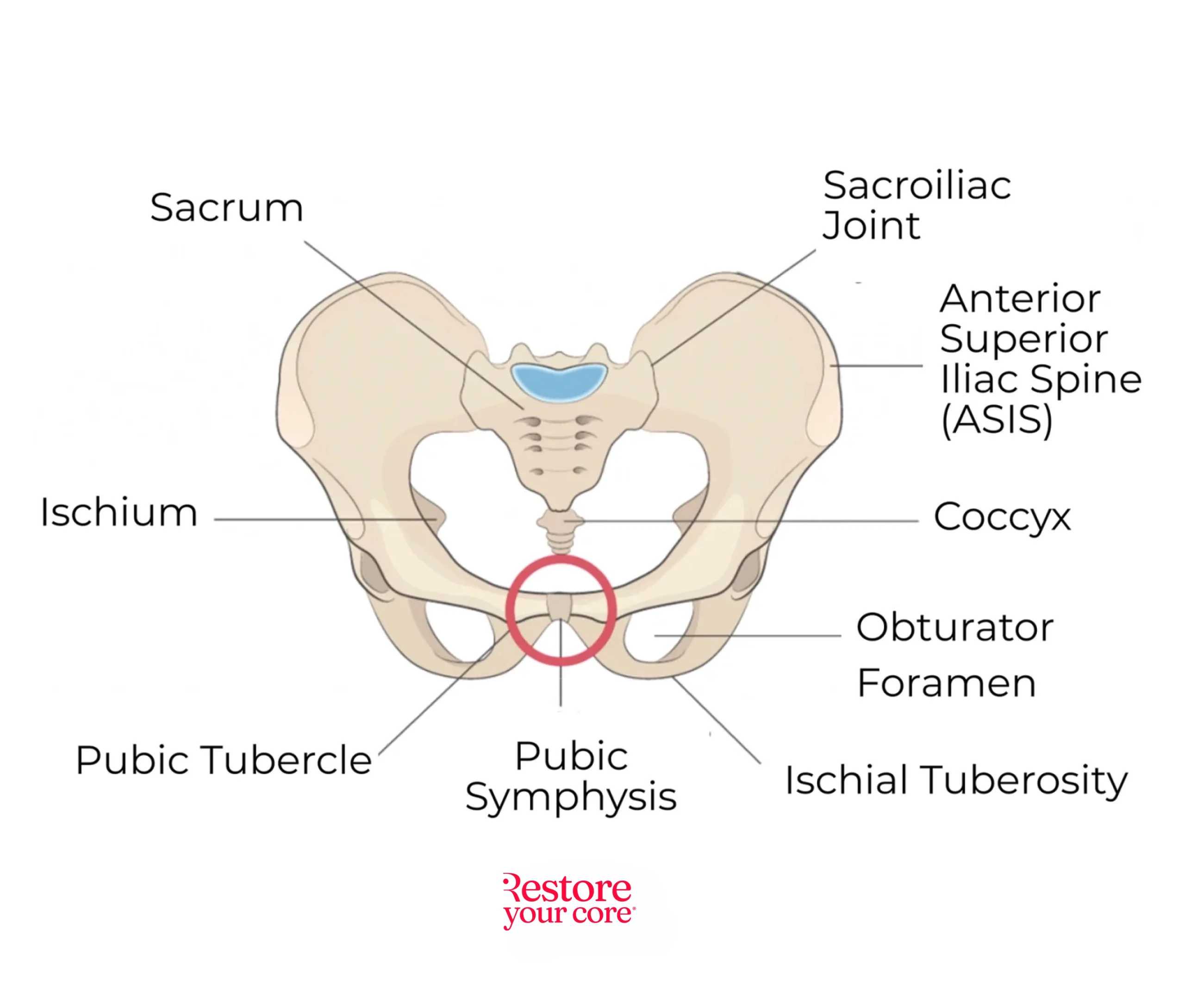 Pubic Symphysis – RYC®