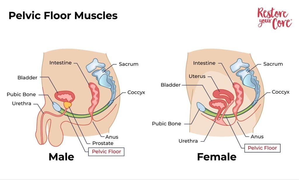 Pelvic Floor Muscles