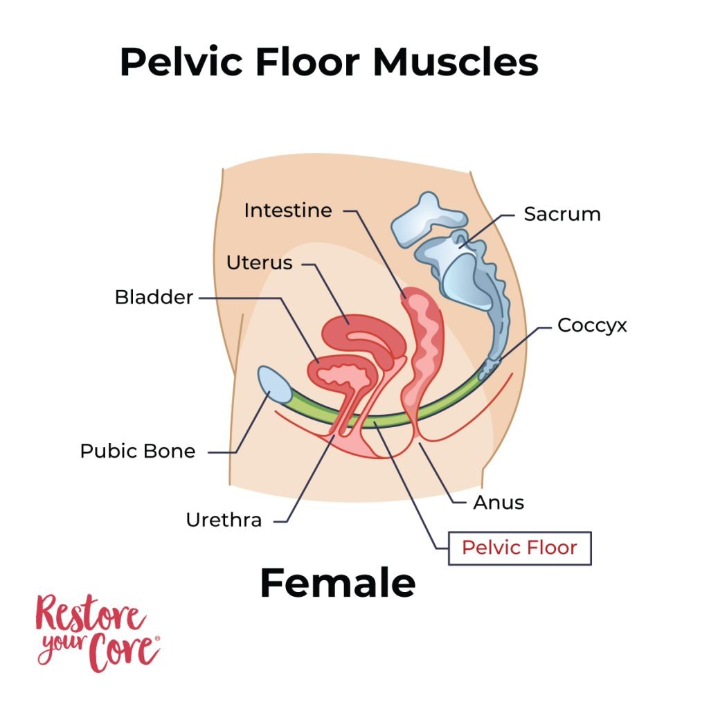 Pelvic Floor Muscles Female