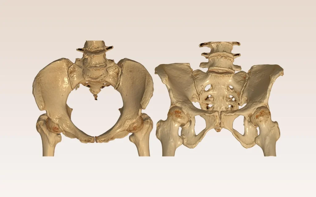 Coccyx