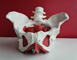 Pelvic Floor Exercises for Constipation — RYC®
