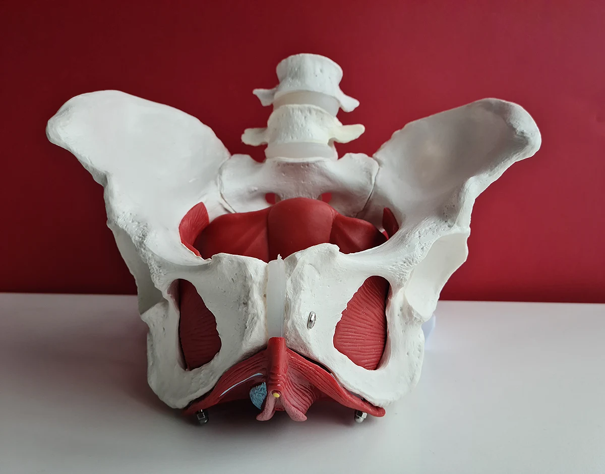 Pelvic Floor Exercises for Constipation — RYC®