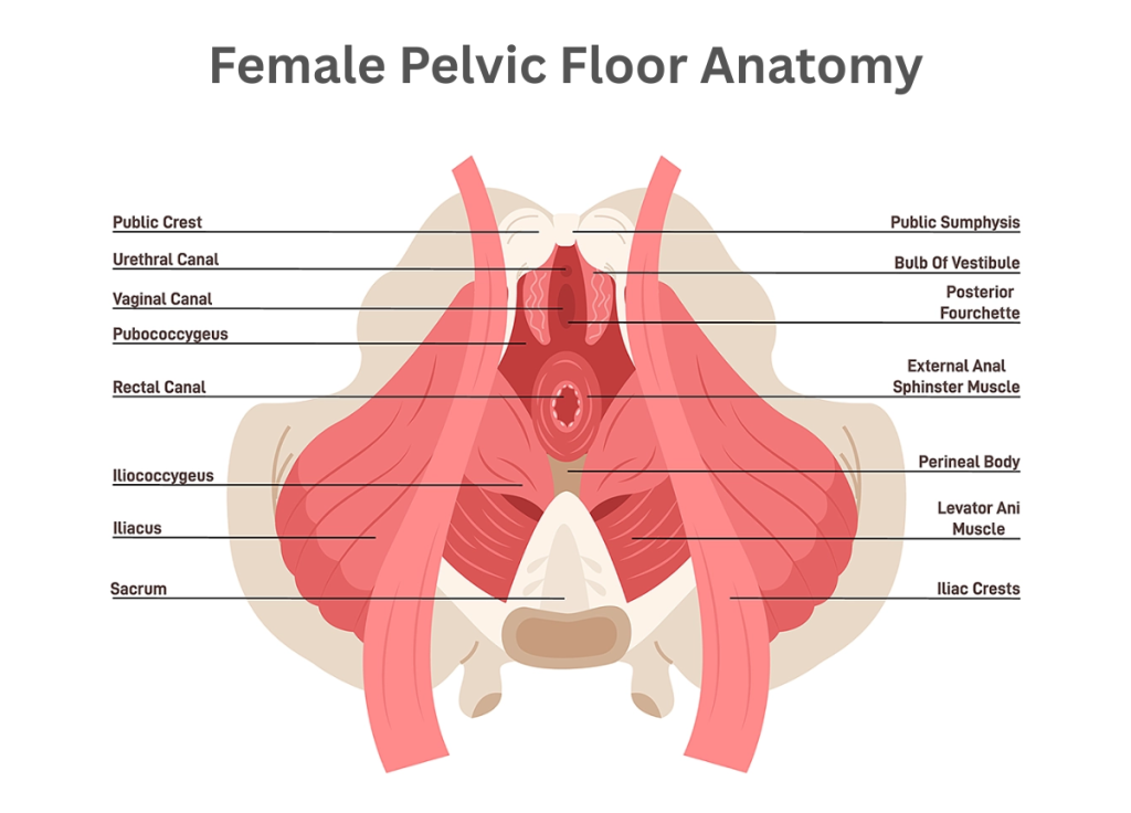 Female Pelvic Floor Anatomy