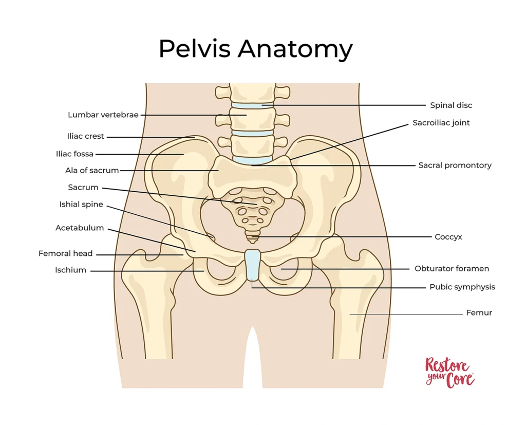 Pelvis Anatomy
